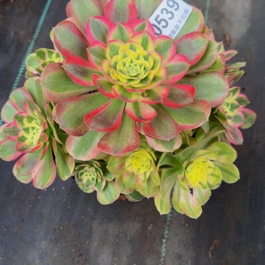 葡****寄养的爱丽丝和红花郎换倾城和火龙果发货