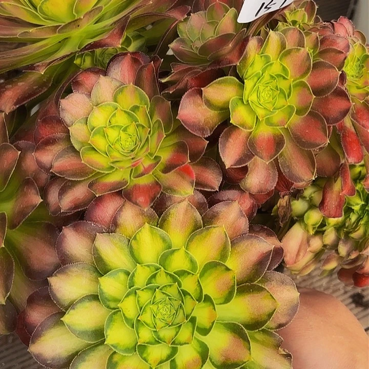 157多肉植物植物植物植物