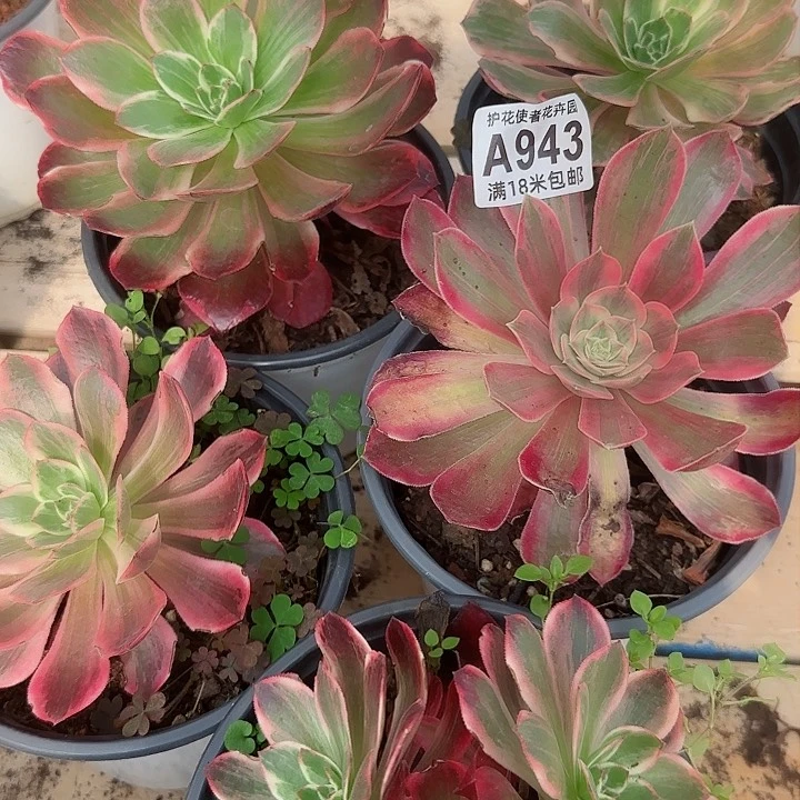 多肉 浣纱多肉法师植物