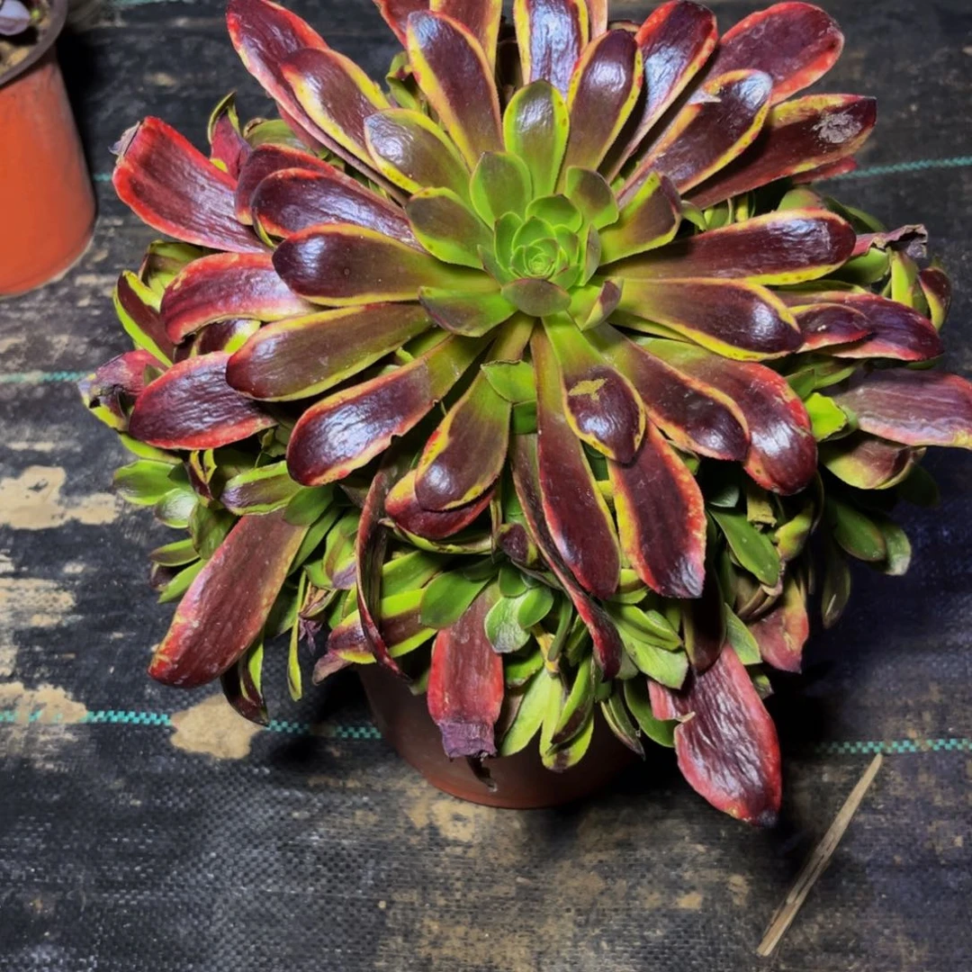 35多肉植物一物一拍