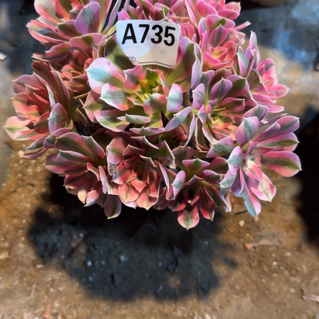 爱****初恋法师一物一拍735