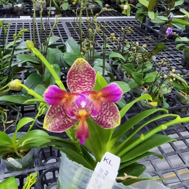 少量花朵（建议范围：2朵-5朵 或40%以下）