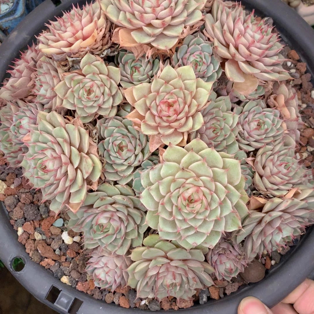 友家多肉一物一拍