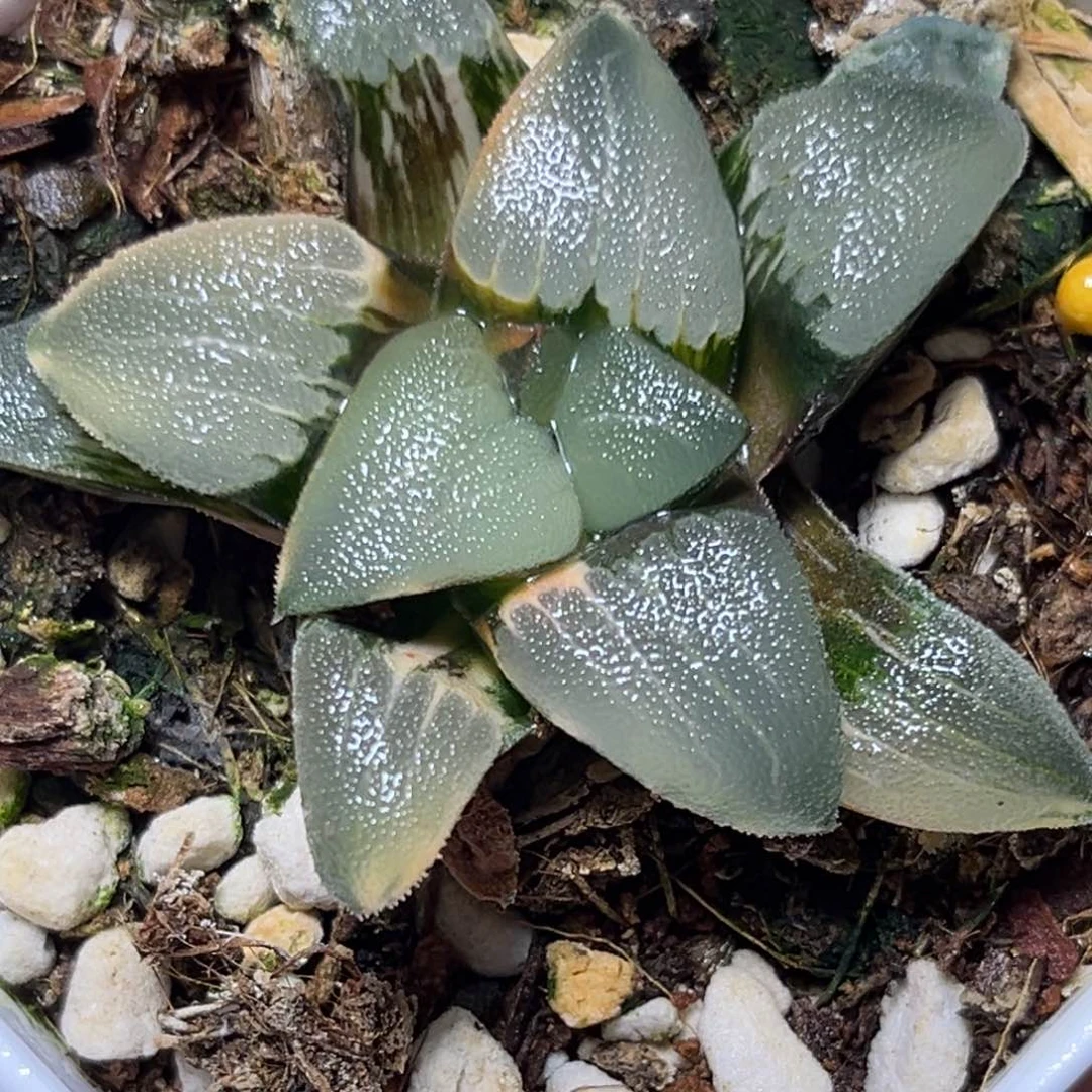 恭喜发财大吉大利868