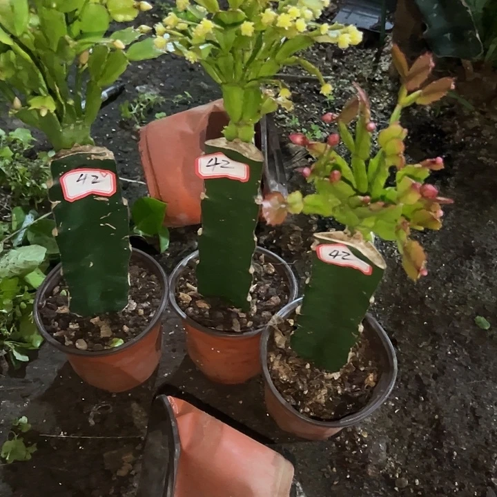 ****、，42号，带盆060.050.037