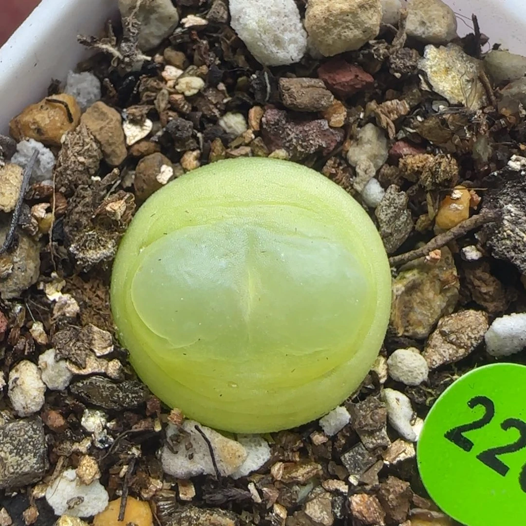 拉登漂亮多肉植物226