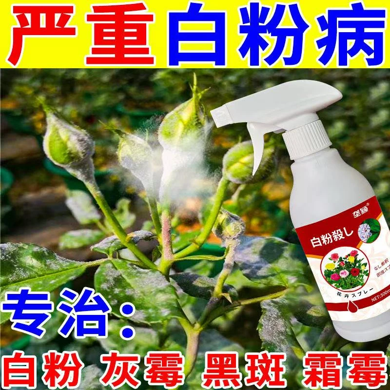 月季玫瑰白粉病急救专用肥料防黑斑病黄叶病花卉病菌清通用营养液
