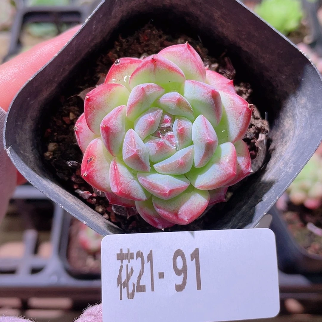花利美21-91白桃汽水