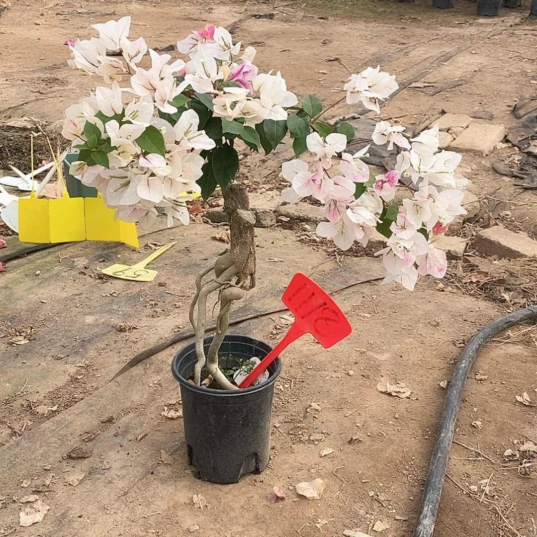 大部分开放少量花苞漳红樱1118