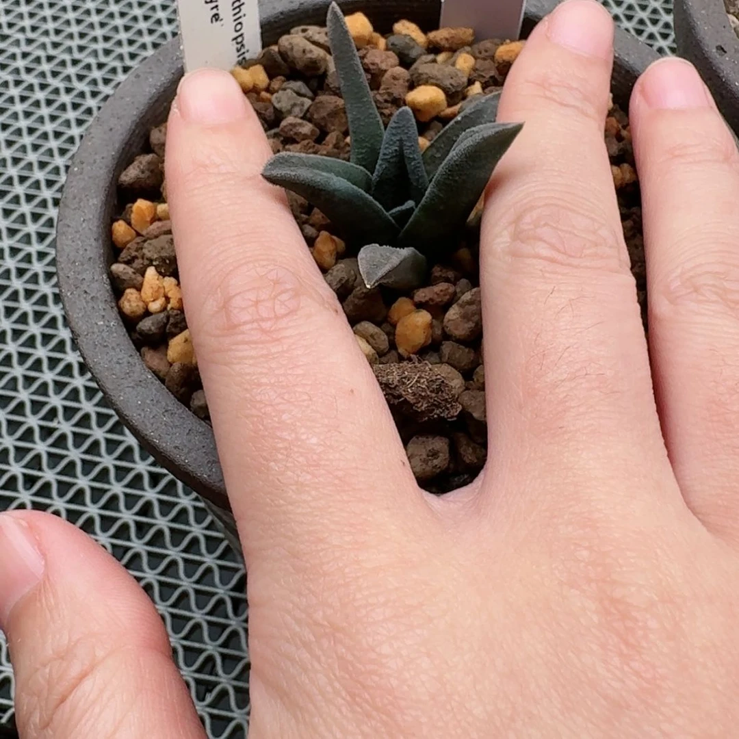 【闪购商品】z*h短索带盆哈哈哈