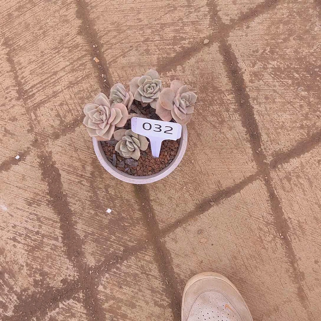 妙*贝032可爱玫瑰10不售后