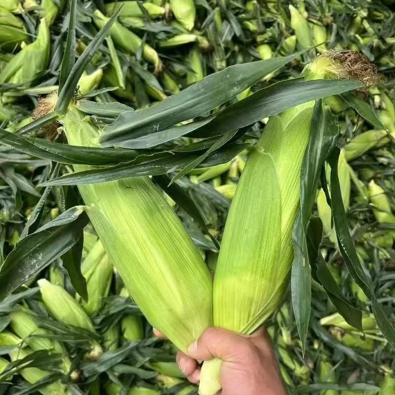云南农家【玉米】老陈甄选