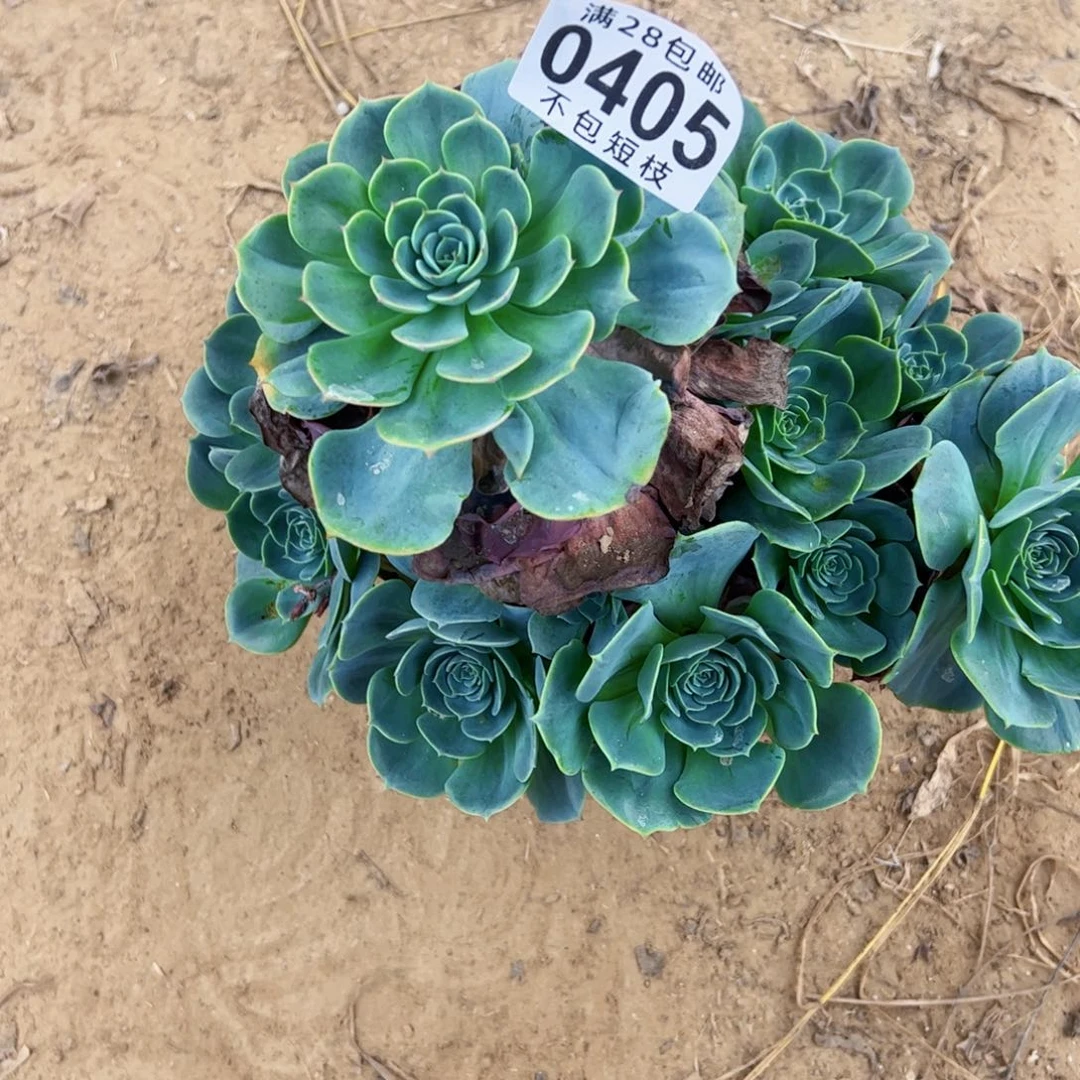 丫***单玉蝶多肉植物法师0405