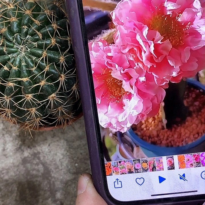 33牡丹仙人球，268900