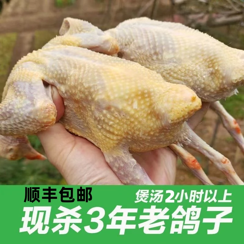 【三年老鸽子】现杀新鲜顺丰包邮炖汤营养餐农家散养乳鸽土鸽肉
