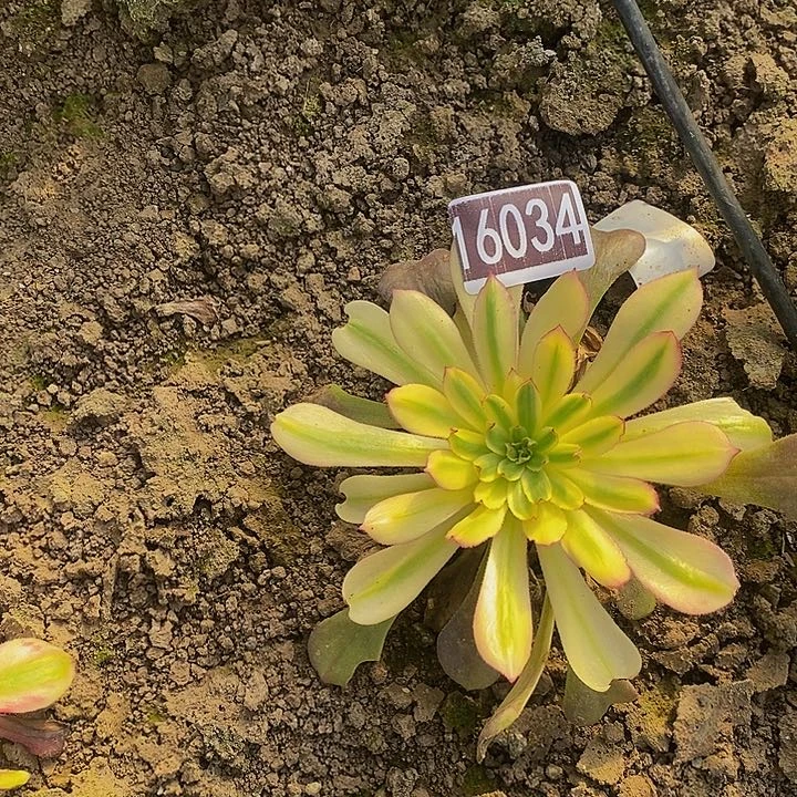 16034号舞媚娘法师变异