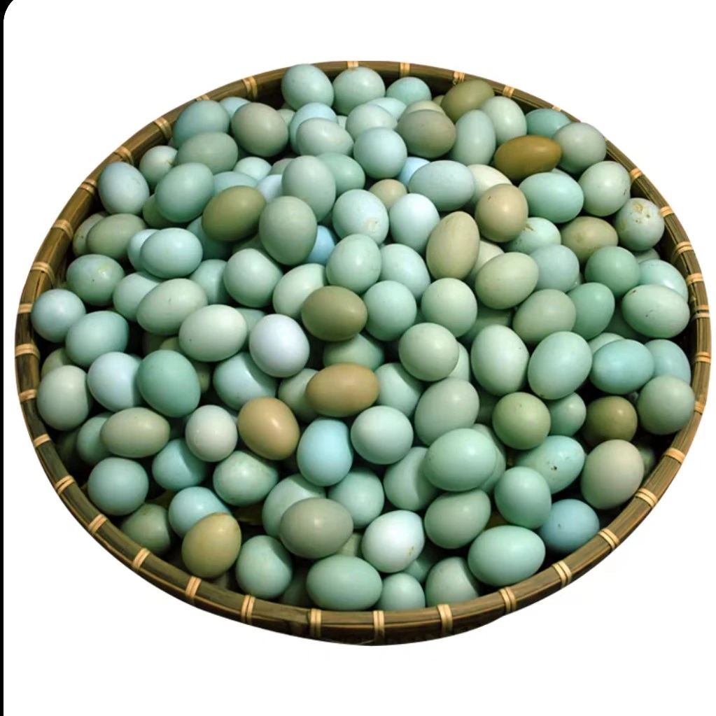 正宗散养蛋绿壳蛋新鲜现捡现发营养丰富