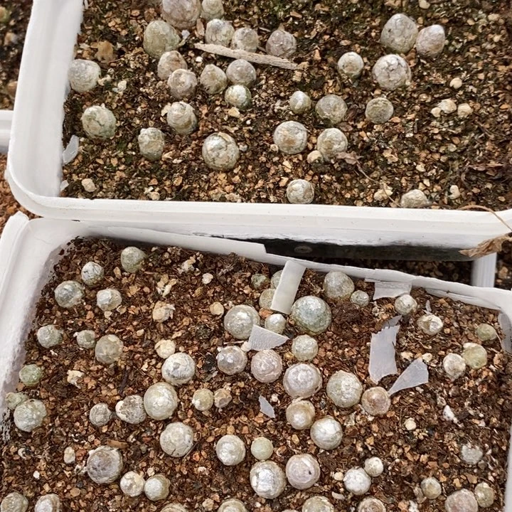 1621灯泡2盒一组。