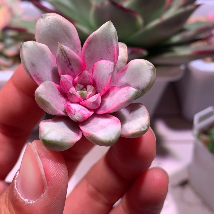 葡萄锦白腹轮锦胡锦