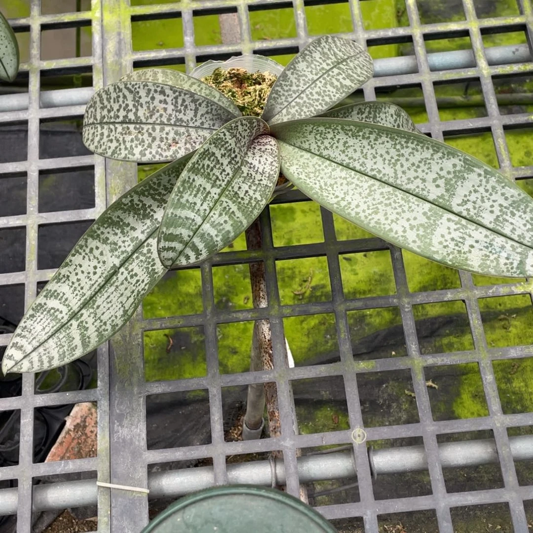 当前无花栽培后可以开花3.5银叶西