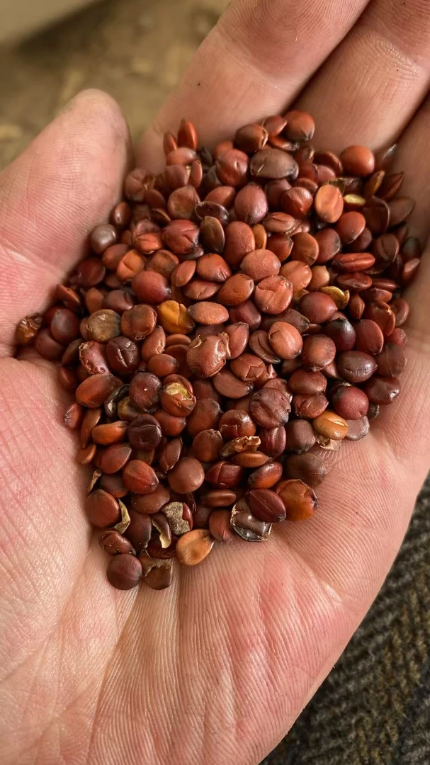 【山货酸枣仁】丨无硫好喝丨自然生长丨纯正产地散装发货