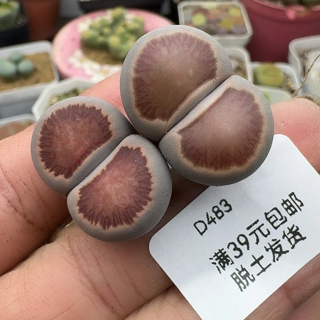 483多肉哈哈哈哈哈哈