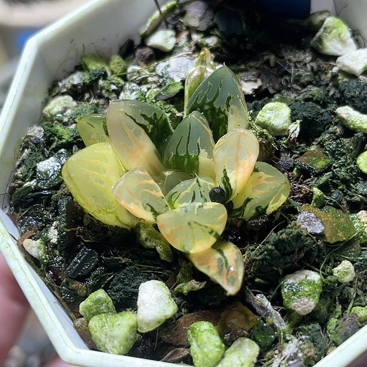 531花水晶锦特选福利