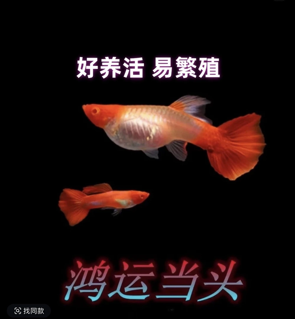 『孔雀鱼鸿运当头』凤尾耐养好养纯种易繁殖观赏鱼苗小鱼易活淡水