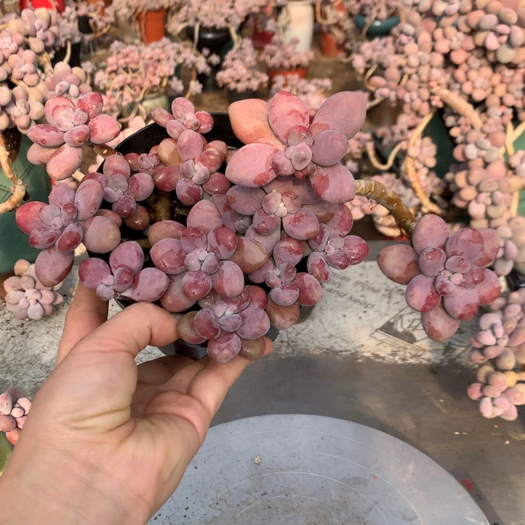 桃蛋老桩不带盆11号