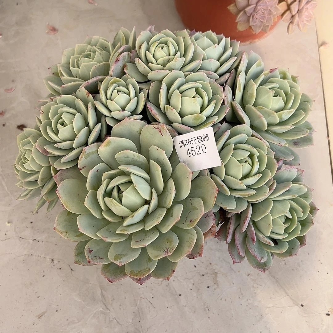 寒***琼4520恋曲多肉植物多肉