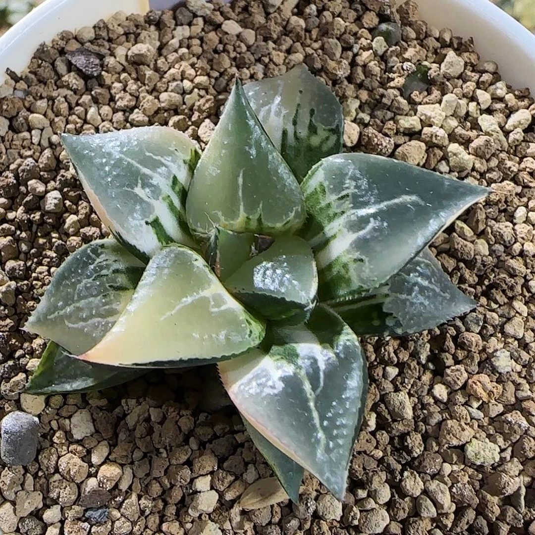 685号酒吞童子锦一物一拍带盆