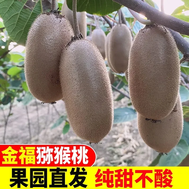 正宗陕西金福猕猴桃糯甜多汁硬果即食5/10斤应季新鲜水果产地直发