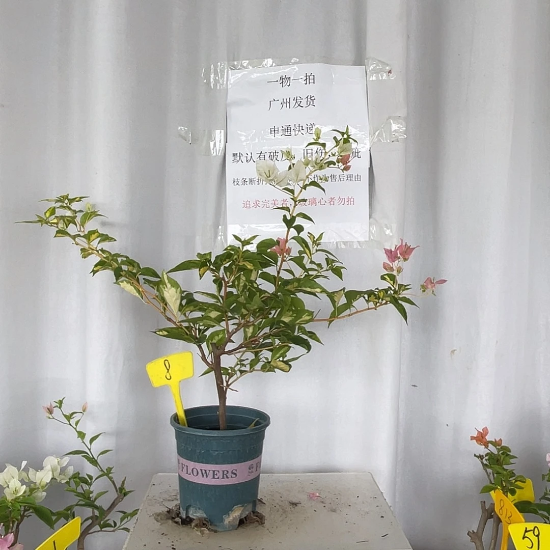 当前无花栽培后可以开花8金心橙白扦插苗