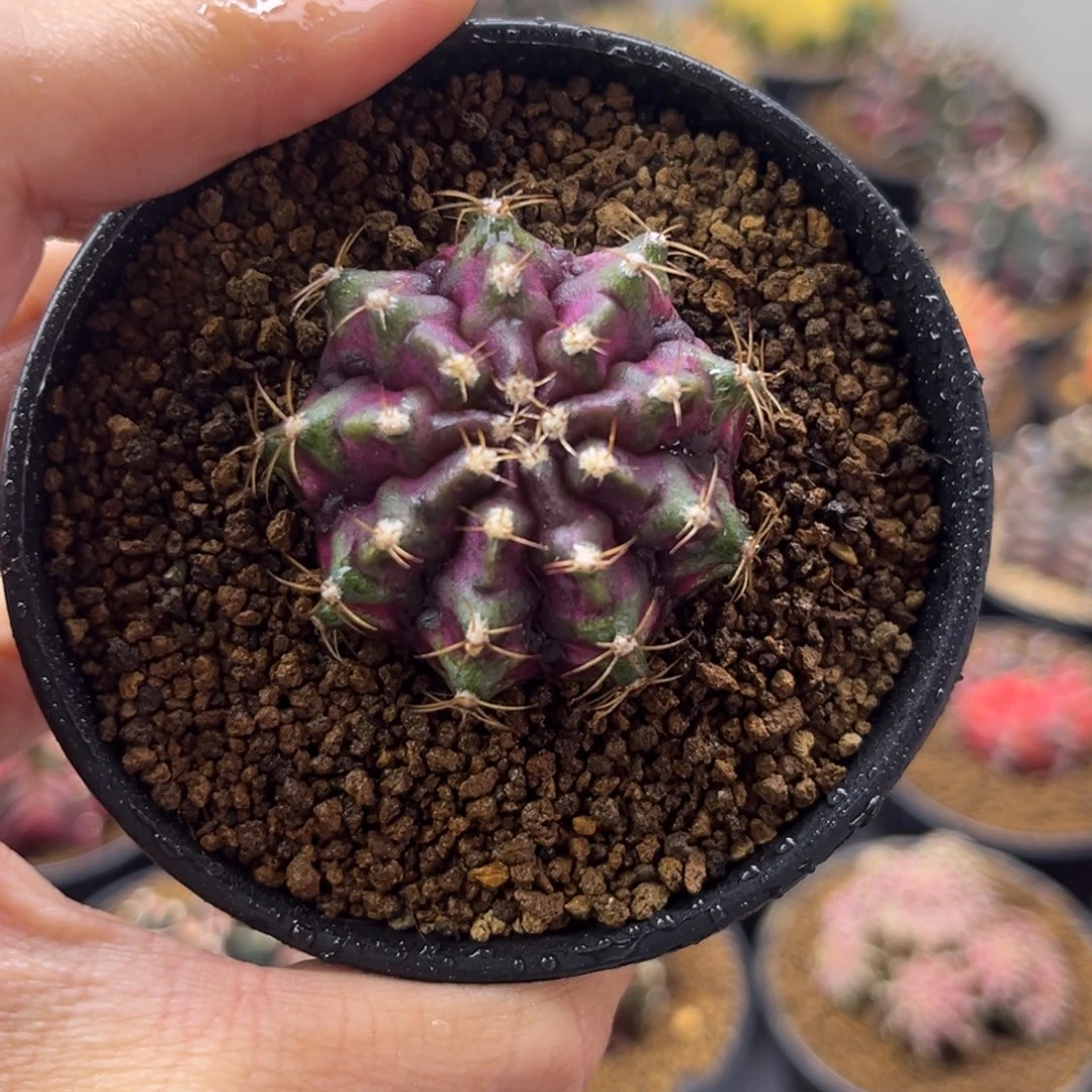 557实生海神带盆带土发货