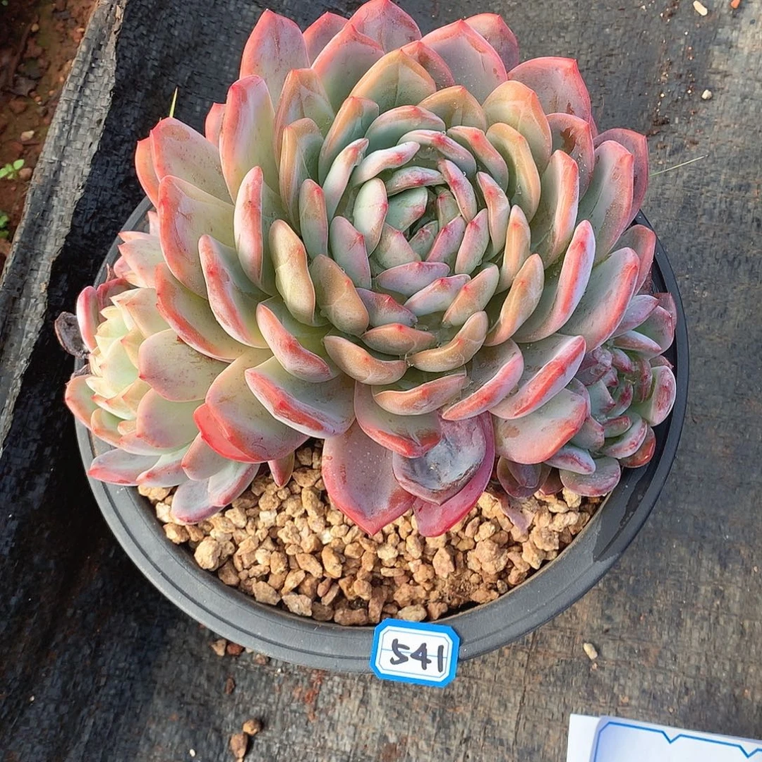 541全明星 一物一拍多肉