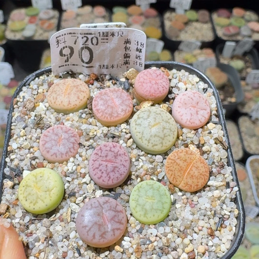 SSss精品清仓了90