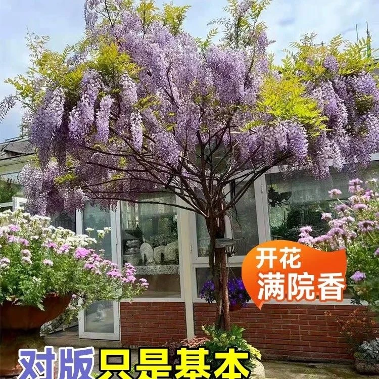 紫藤花树苗庭院阳台爬藤植物好养易活花卉大型花卉