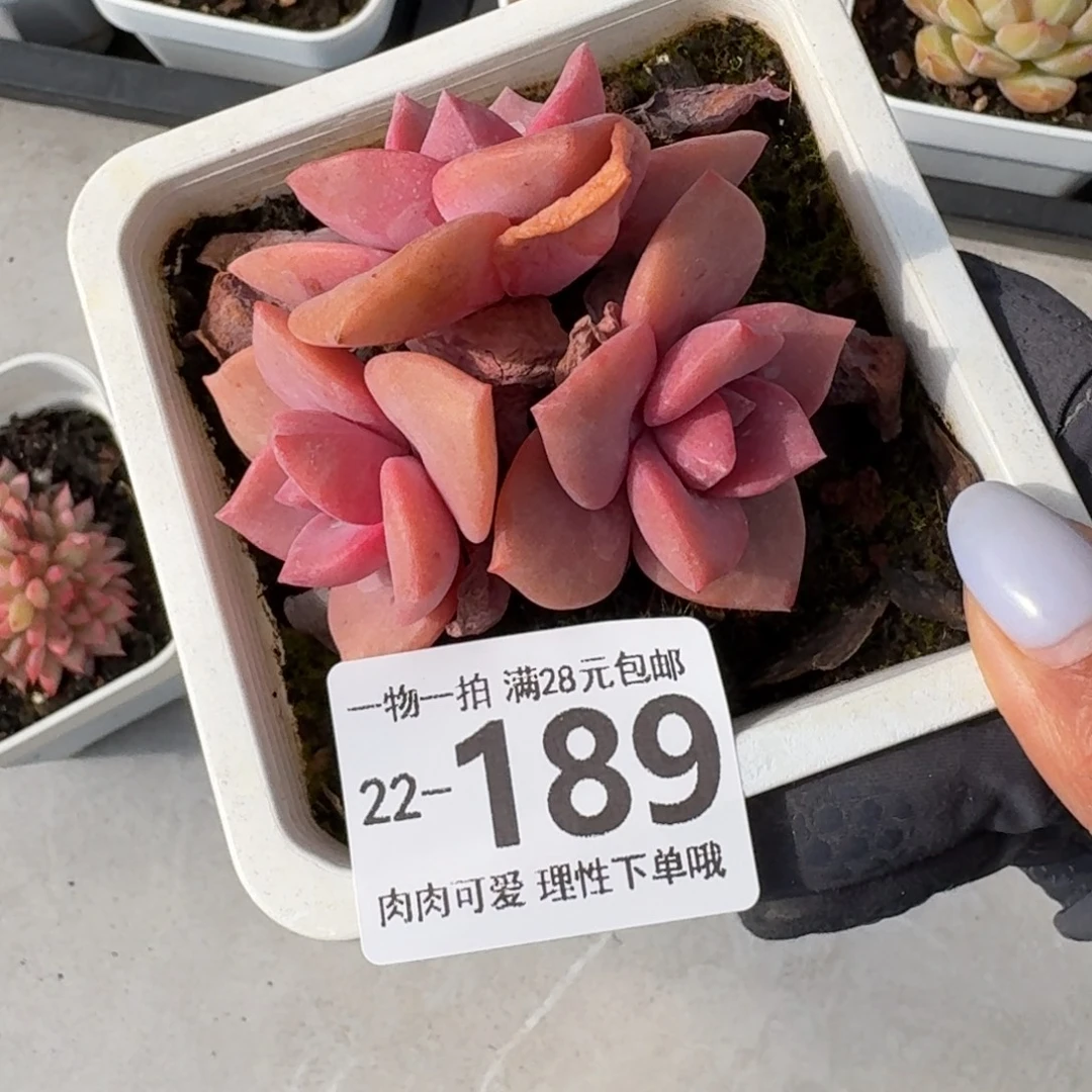 彩虹糖无盆土发货无