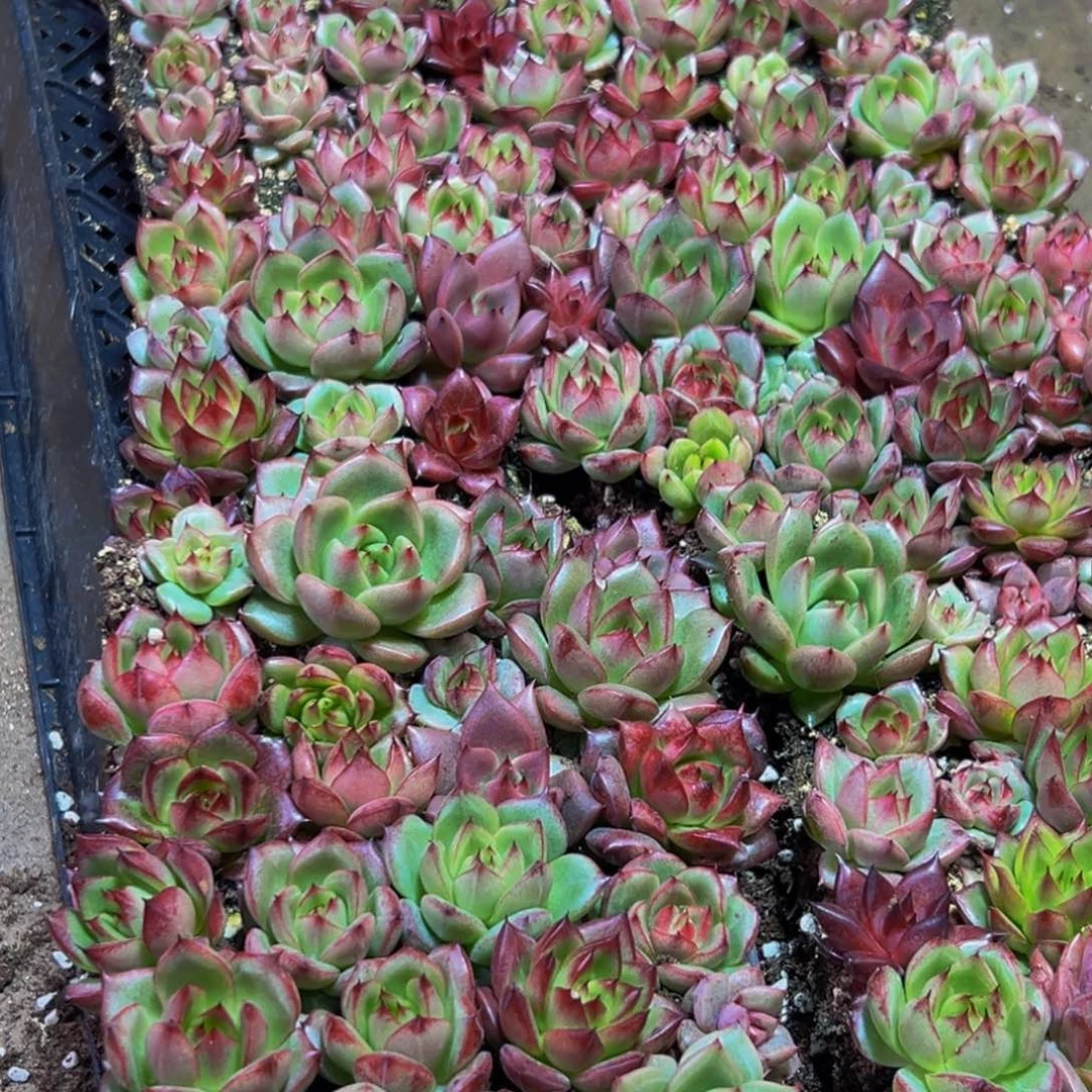 505多肉植物量拍24颗