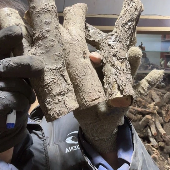 香榧木为**留火琉璃的毛料吧，料