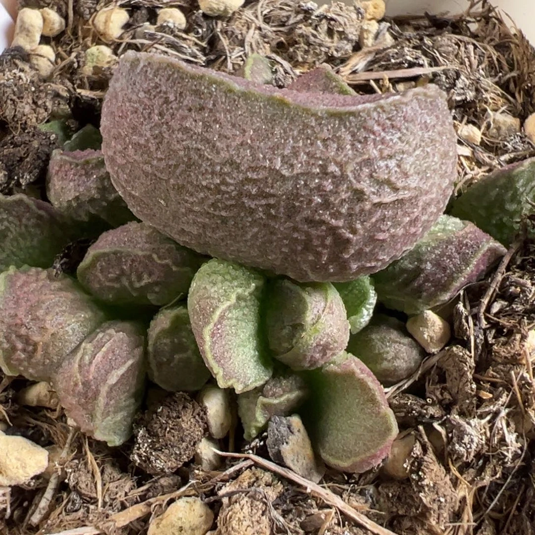 腰子型实生新品大苗多肉植物水泡