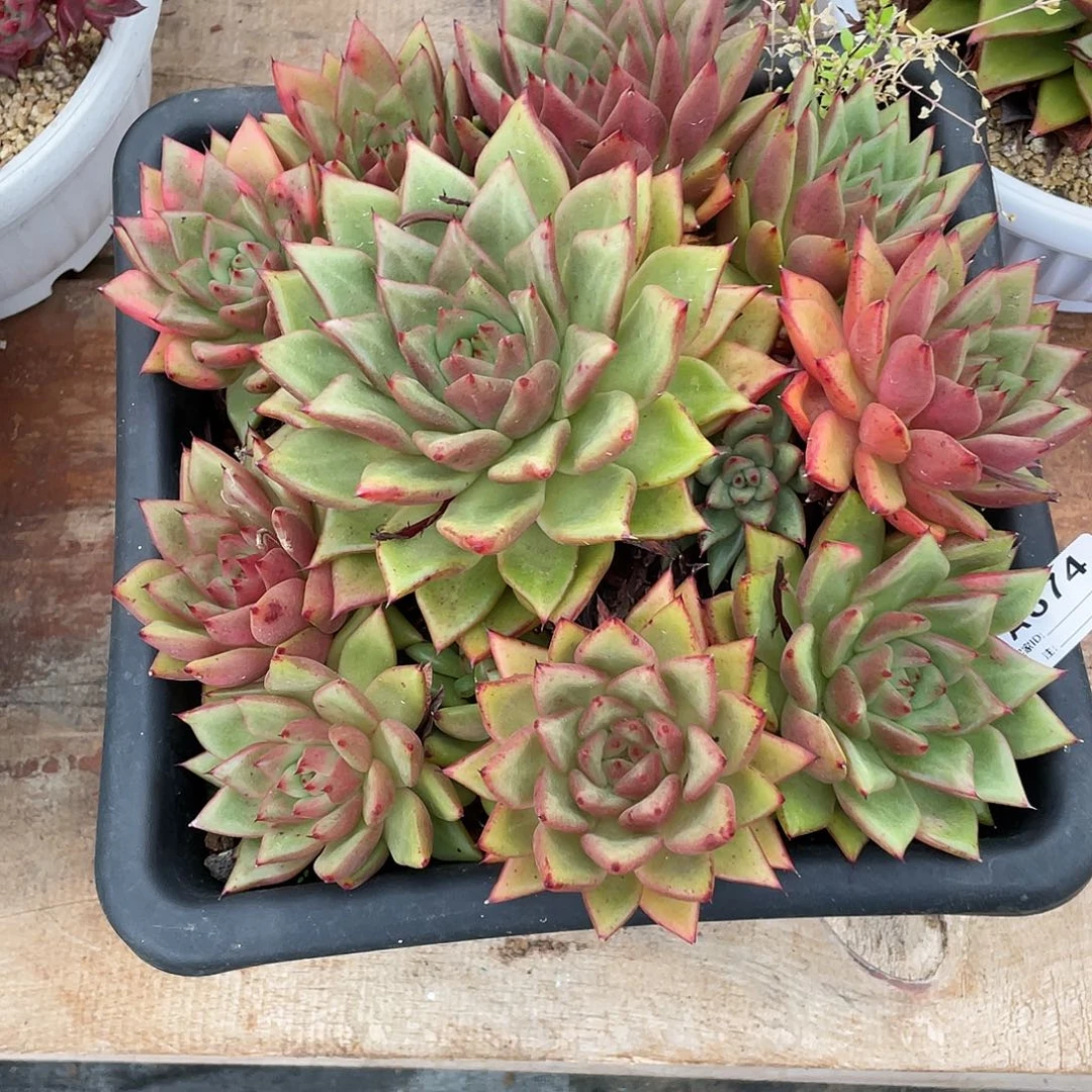 若如东云单拍A674