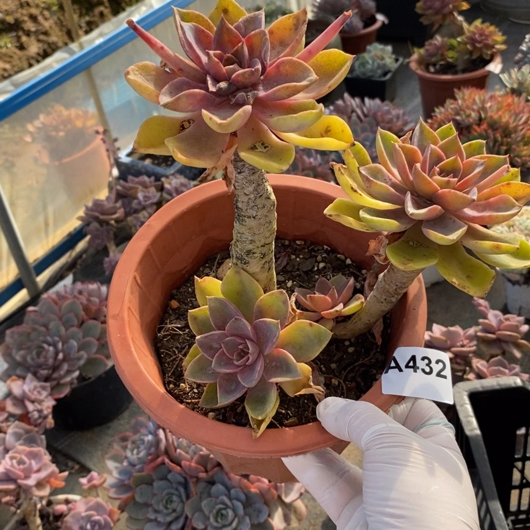 432紫气东来一物一拍