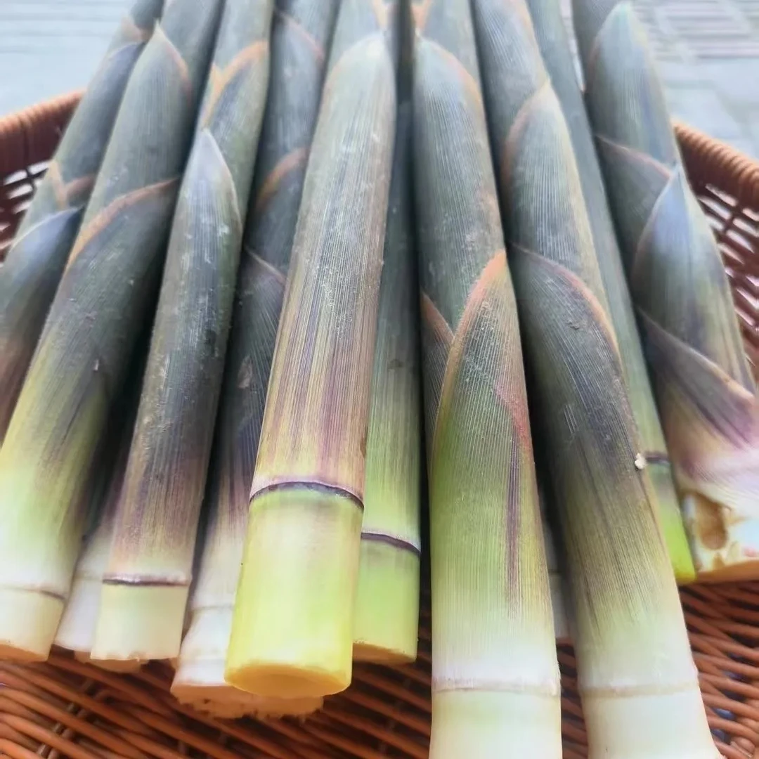 二斤装新鲜竹笋带壳野生春笋江西甜笋蔬菜纯天然笋尖包邮当季
