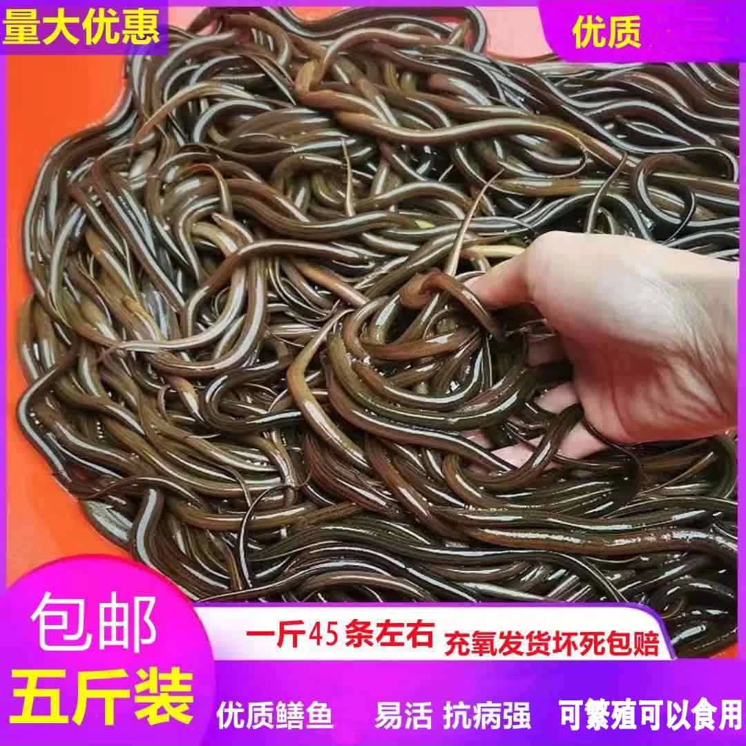 黄鳝稻田鲜活稻田鱼塘养殖食用土鳝鱼放养1斤起可批发虾塘可食用