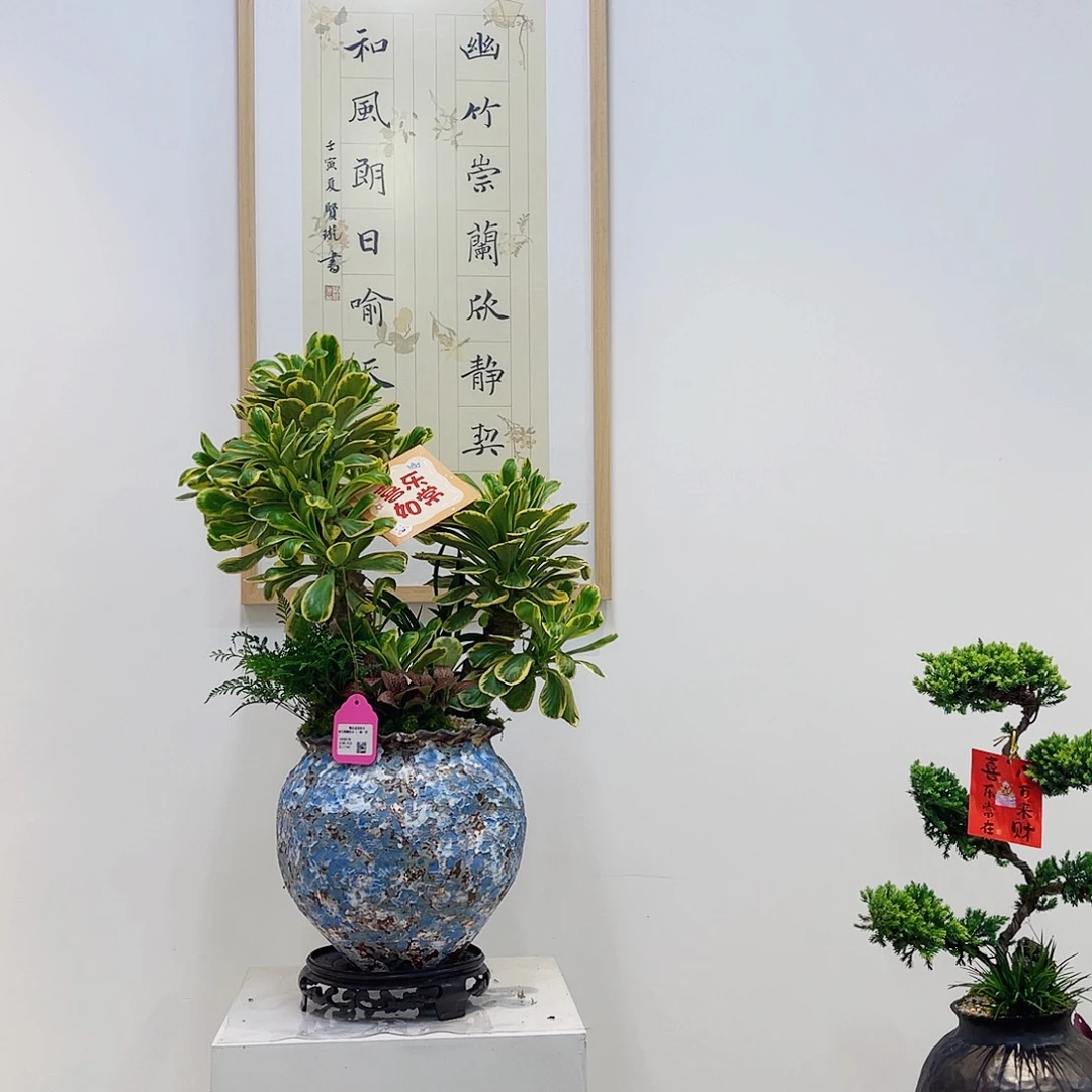 完全开放盆景高端