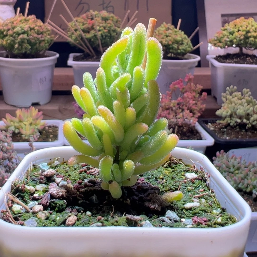 532橙叶奶黄锦一物一拍包开箱