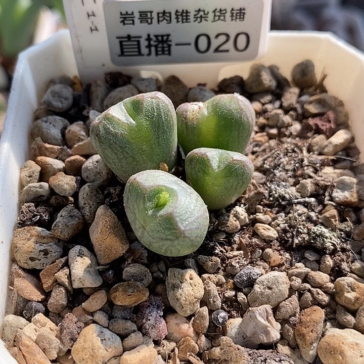 岛田种源送奶工4头群