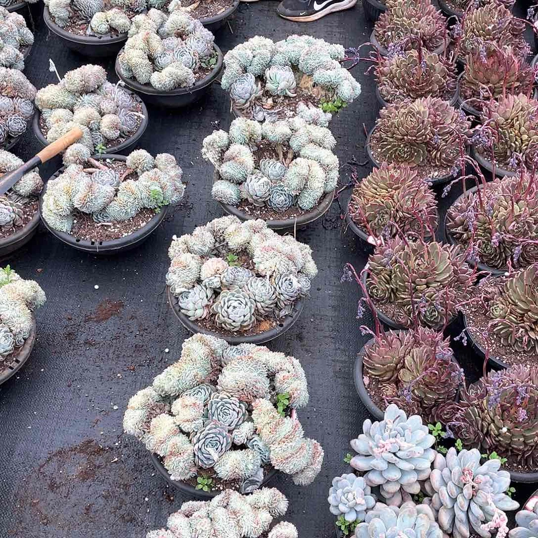 香妃月影缀化22.8 量拍多肉