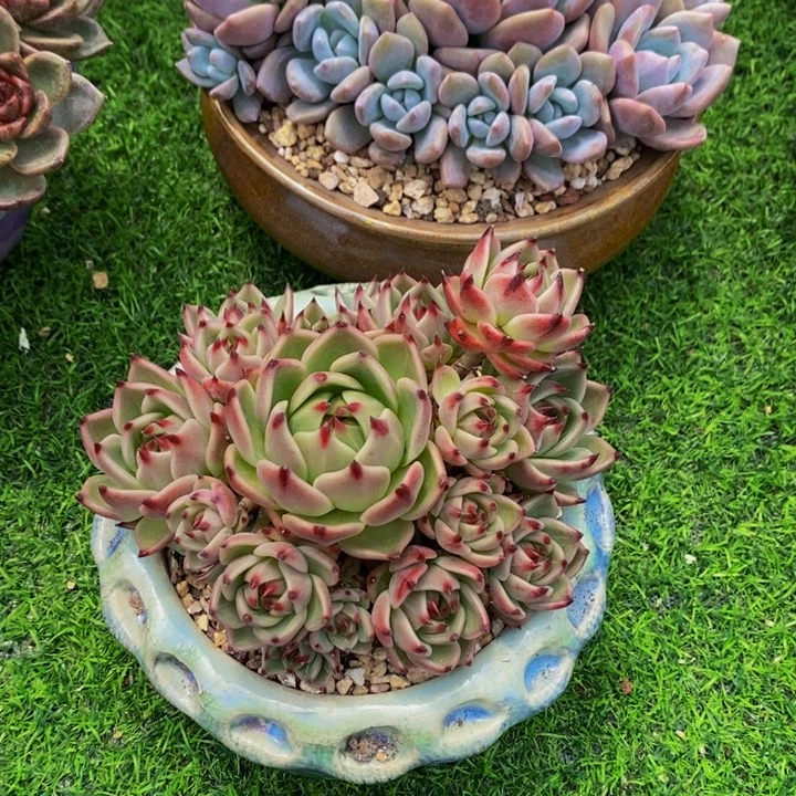 蓝龙 多肉植物111111